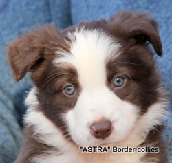 Red and white female, Smooth to medium coat, border collie puppy